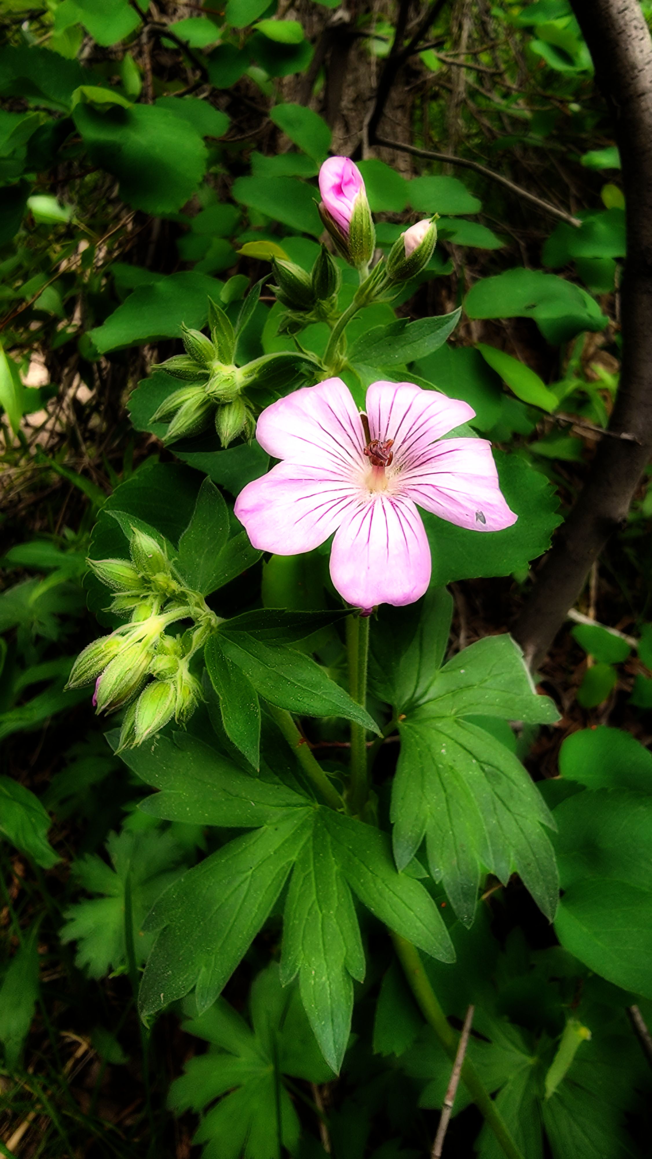 Sticky Geranium